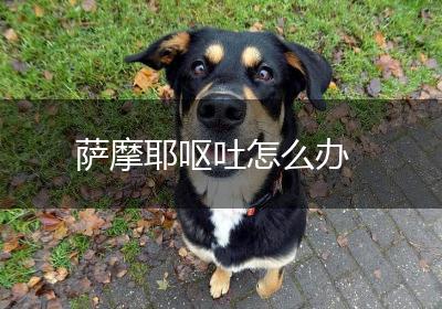 萨摩耶呕吐怎么办