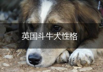 英国斗牛犬性格