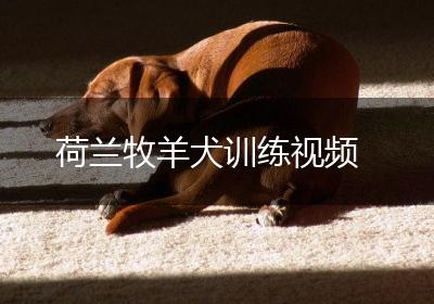 荷兰牧羊犬训练视频