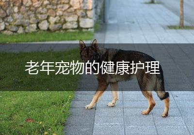 老年宠物的健康护理