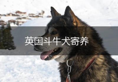 英国斗牛犬寄养