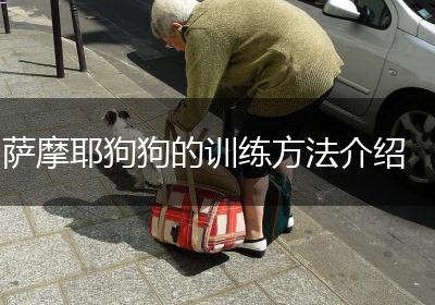 萨摩耶狗狗的训练方法介绍