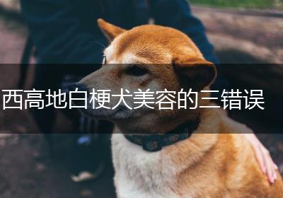 西高地白梗犬美容的三错误