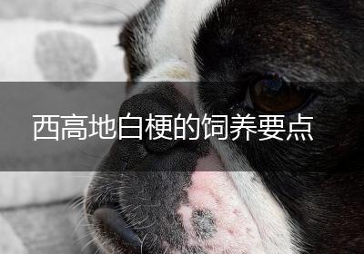 西高地白梗的饲养要点