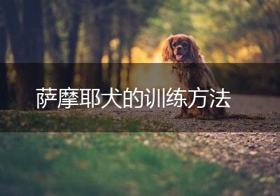萨摩耶犬的训练方法