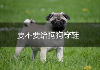 要不要给狗狗穿鞋