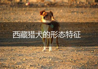 西藏猎犬的形态特征