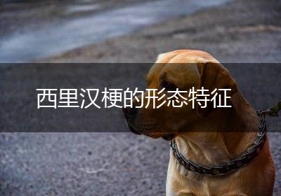 西里汉梗的形态特征