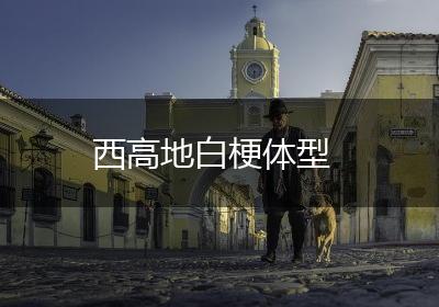 西高地白梗体型