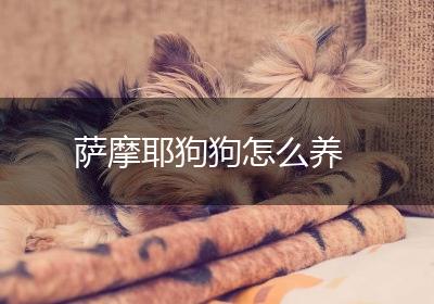 萨摩耶狗狗怎么养