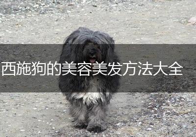 西施狗的美容美发方法大全