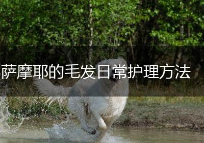 萨摩耶的毛发日常护理方法
