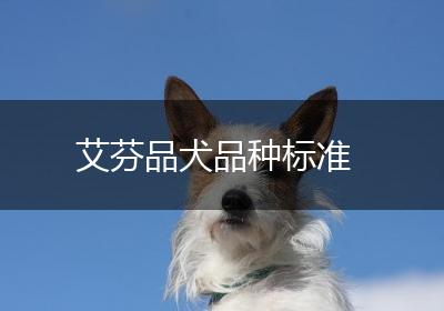 艾芬品犬品种标准