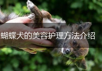 蝴蝶犬的美容护理方法介绍