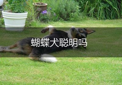 蝴蝶犬聪明吗