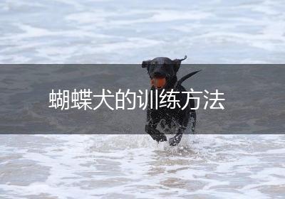 蝴蝶犬的训练方法