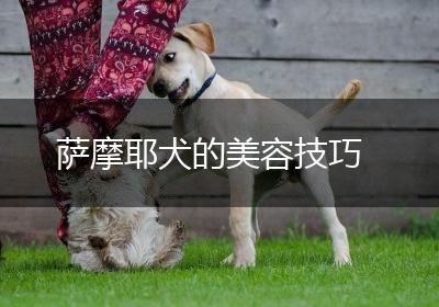 萨摩耶犬的美容技巧
