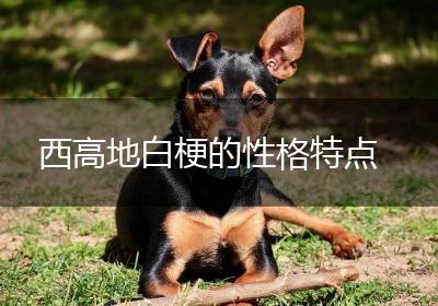 西高地白梗的性格特点