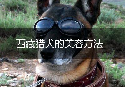 西藏猎犬的美容方法