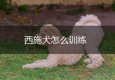 西施犬怎么训练