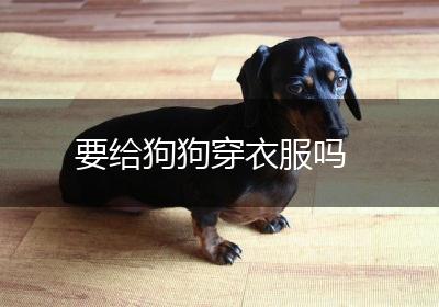要给狗狗穿衣服吗