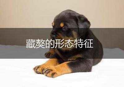 藏獒的形态特征