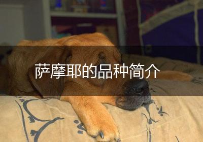 萨摩耶的品种简介