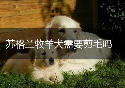 苏格兰牧羊犬需要剪毛吗