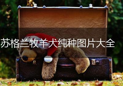 苏格兰牧羊犬纯种图片大全