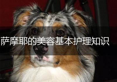 萨摩耶的美容基本护理知识