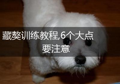 藏獒训练教程,6个大点要注意