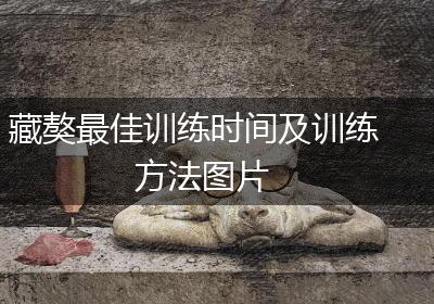 藏獒最佳训练时间及训练方法图片