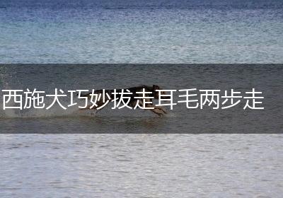 西施犬巧妙拔走耳毛两步走