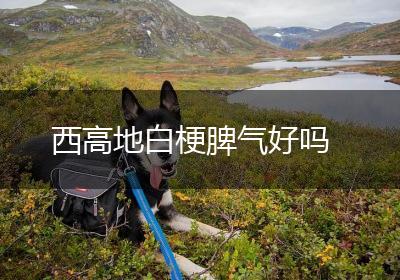 西高地白梗脾气好吗