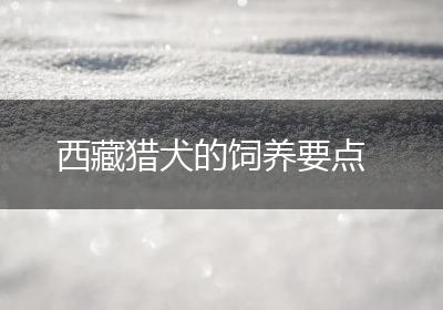 西藏猎犬的饲养要点