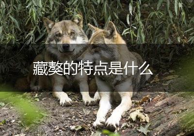 藏獒的特点是什么