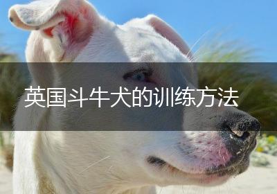 英国斗牛犬的训练方法