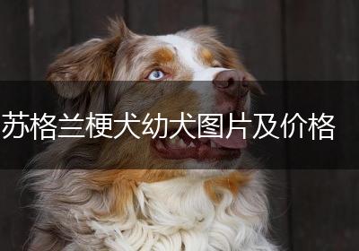 苏格兰梗犬幼犬图片及价格