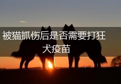 被猫抓伤后是否需要打狂犬疫苗