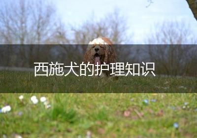 西施犬的护理知识