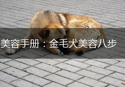 美容手册：金毛犬美容八步
