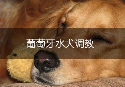 葡萄牙水犬调教