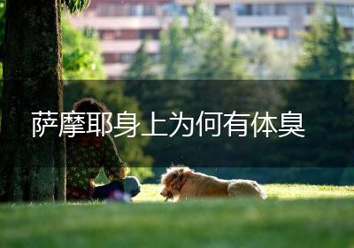 萨摩耶身上为何有体臭