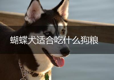 蝴蝶犬适合吃什么狗粮