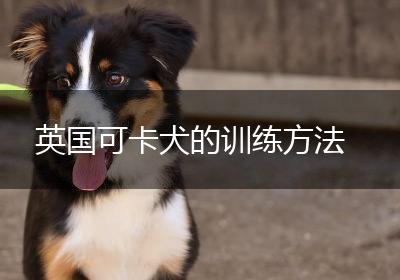 英国可卡犬的训练方法