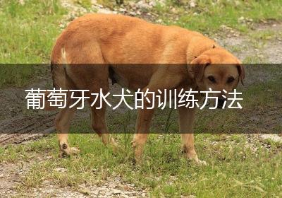 葡萄牙水犬的训练方法