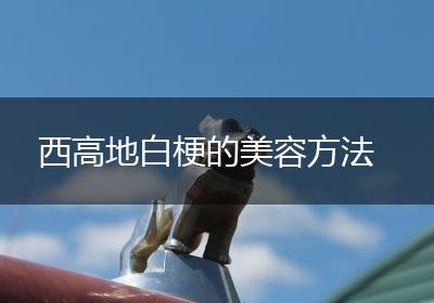 西高地白梗的美容方法