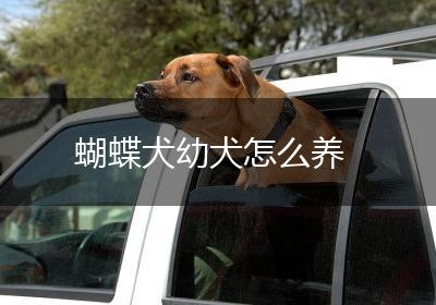 蝴蝶犬幼犬怎么养