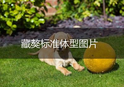 藏獒标准体型图片
