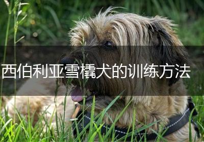 西伯利亚雪橇犬的训练方法